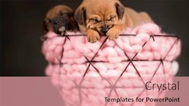  Presentation with dogs - 