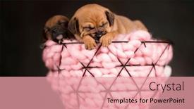  Presentation with dogs - 