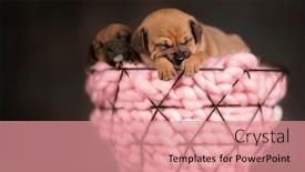  Presentation with dogs - 