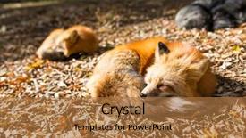  Presentation with fox - Presentation theme having sleeping fox background and a coral colored foreground