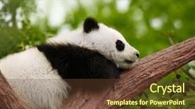  Presentation with sleeping baby - Presentation theme having sleeping giant panda baby background and a tawny brown colored foreground