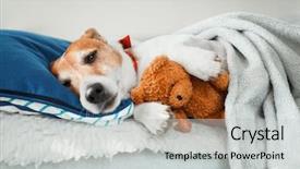  Presentation with teddy bear - Amazing PPT theme having sleeping jack russel terrier puppy backdrop and a light gray colored foreground