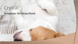  Presentation with russell - Slide set enhanced with sleeping-jack-russell-terrier-puppy background and a white colored foreground
