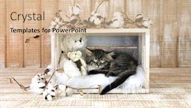  Presentation with cotton - Slide set having sleeping-kitten-with-teddy-bears background and a soft green colored foreground