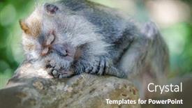  Presentation with monkey - PPT theme featuring long tailed macaque macaca fascicularis - sleeping monkey in monkey forest background and a gray colored foreground