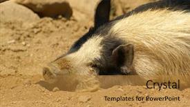  Presentation with pig - Amazing theme having sleeping pig backdrop and a gold colored foreground