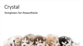  Presentation with puppy - Presentation theme having sleeping puppy of siberian husky background and a white colored foreground
