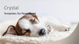  Presentation with cute christmas pug puppy dog - Amazing presentation theme having sleeping puppy on dog bed dog jackrussell at home backdrop and a white colored foreground