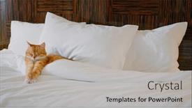  Presentation with bed hotel - PPT theme consisting of sleeping-red-cat background and a light gray colored foreground