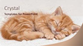  Presentation with british - Slide deck with sleeping-red-haired-kitten background and a  colored foreground