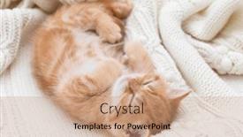  Presentation with british - Presentation consisting of sleeping-red-haired-kitten background and a  colored foreground