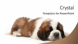  Presentation with sleeping mouse - Beautiful theme featuring sleeping saint bernard puppy lying backdrop and a  colored foreground