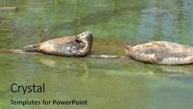  Presentation with zoo laut - Colorful slide set enhanced with sleeping seal couple in warsaw backdrop and a  colored foreground