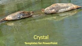  Presentation with zoo - Colorful slide deck enhanced with sleeping seal couple in warsaw backdrop and a  colored foreground