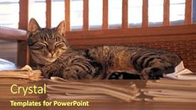  Presentation with magazines - Slides enhanced with sleeping-tabby-cat-on-old background and a tawny brown colored foreground