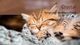  Presentation with sleeping - Presentation theme having sleeping-tabby-kitten-curled-up background and a coral colored foreground