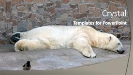  Presentation with polar bear - Presentation featuring sleeping white polar bear in zoo background and a gray colored foreground