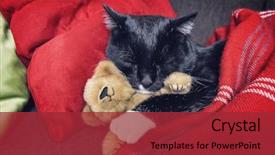  Presentation with black bear - Beautiful PPT theme featuring sleeping with a teddy bear backdrop and a red colored foreground