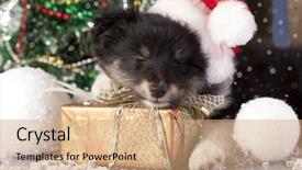  Presentation with chinese new years - Colorful PPT theme enhanced with sleeps on the new year backdrop and a  colored foreground