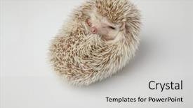  Presentation with immortelle helichrysum arenarium dwarf everlas - Cool new PPT theme with sleepy african dwarf hedgehog resting backdrop and a light gray colored foreground