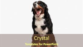  Presentation with dog - PPT theme having sleepy-berna-shepherd-dog-opening background and a tawny brown colored foreground