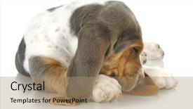  Presentation with basset hound - Amazing PPT theme having sleepy dog - basset hound curled up with cute sleeping expression backdrop and a coral colored foreground