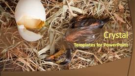  Presentation with effort - Colorful PPT theme enhanced with sleepy duckling resting after the effort of hatching backdrop and a tawny brown colored foreground