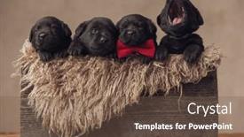  Presentation with family - Cool new slide deck with sleepy-family-of-four backdrop and a tawny brown colored foreground