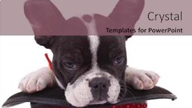  Presentation with show - PPT layouts consisting of sleepy french bulldog in a show hat over white background background and a violet colored foreground