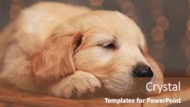  Presentation with golden lights - Cool new slide deck with sleepy-golden-retriever-baby-dog backdrop and a red colored foreground