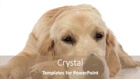  Presentation with paw - Theme consisting of sleepy-golden-retriever-dog-resting background and a coral colored foreground