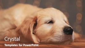  Presentation with golden lights - Colorful slide deck enhanced with sleepy-golden-retriever-puppy-laying backdrop and a tawny brown colored foreground