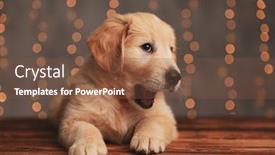  Presentation with golden lights - Audience pleasing PPT layouts consisting of sleepy-golden-retriever-puppy-looking backdrop and a tawny brown colored foreground
