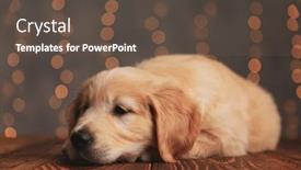  Presentation with fall down - Beautiful PPT theme featuring sleepy-golden-retriever-puppy-putting backdrop and a tawny brown colored foreground