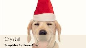  Presentation with puppy - Presentation theme having sleepy-labrador-retriever-puppy-dog background and a lemonade colored foreground