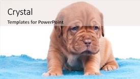  Presentation with carpet - Colorful PPT layouts enhanced with sleepy little puppy sitting on a blue carpet backdrop and a lemonade colored foreground