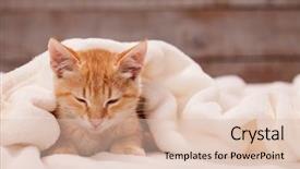  Presentation with hello kitty cute little kitten - Presentation theme with sleepy orange kitten lying nested background and a lemonade colored foreground