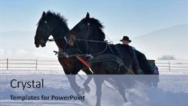  Presentation with horses and girls - Presentation theme having sleigh ride - man with sledge pulled background and a light blue colored foreground
