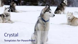  Presentation with dogs - Cool new slide set with sleigh ride - sledge dogs before contest backdrop and a sky blue colored foreground