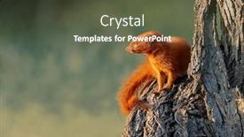  Presentation with safari south africa - PPT layouts with slender-mongoose-galerella-sanguinea-sitting background and a tawny brown colored foreground