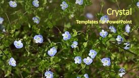 Presentation with wild flower - Presentation theme with slender speedwell veronica filiformis wild flower background and a tawny brown colored foreground