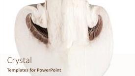  Presentation with champignon mushroom - PPT layouts having sliced-champignon-mushroom-isolated background and a sky blue colored foreground