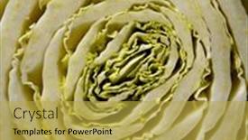  Presentation with cabbage - PPT layouts having sliced-chinese-cabbage-close-up background and a yellow colored foreground