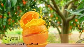  Presentation with orange fruit - PPT layouts with sliced-orange-fruit-splashing background and a gold colored foreground