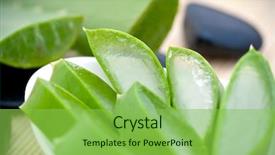 Presentation with aloe vera - Presentation consisting of slices of green aloe vera plants background and a seafoam green colored foreground