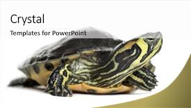  Presentation with red earedr turtle sunning - Cool new presentation theme with sliders - pond slider turtle isolated backdrop and a white colored foreground