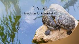  Presentation with water sanitation and hygiene - Beautiful slide deck featuring sliders - turtles standing on a stone backdrop and a light blue colored foreground