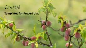  Presentation with fruit tree - Amazing theme having slightly-pink-young-plum-fruit backdrop and a yellow colored foreground
