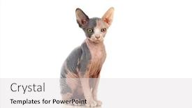  Presentation with cat - Slide deck consisting of slim-cat-without-hair-sphinx background and a light gray colored foreground