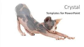  Presentation with cat - Slides featuring slim-cat-without-hair-sphinx background and a white colored foreground